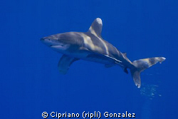 Oceanic White tip shark. Amazing creature by Cipriano (ripli) Gonzalez 